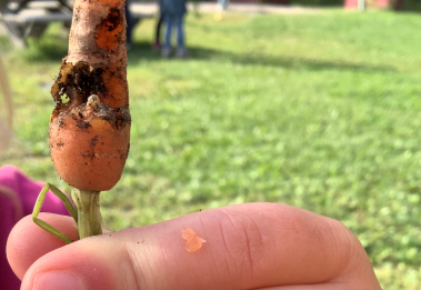 En barnhand visar upp en larv som åt på en av morötterna