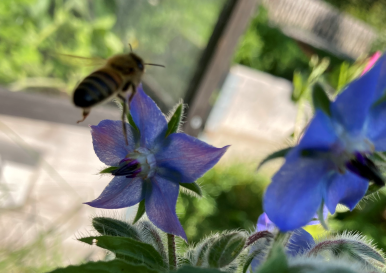 Bi som sitter på en lila blomma