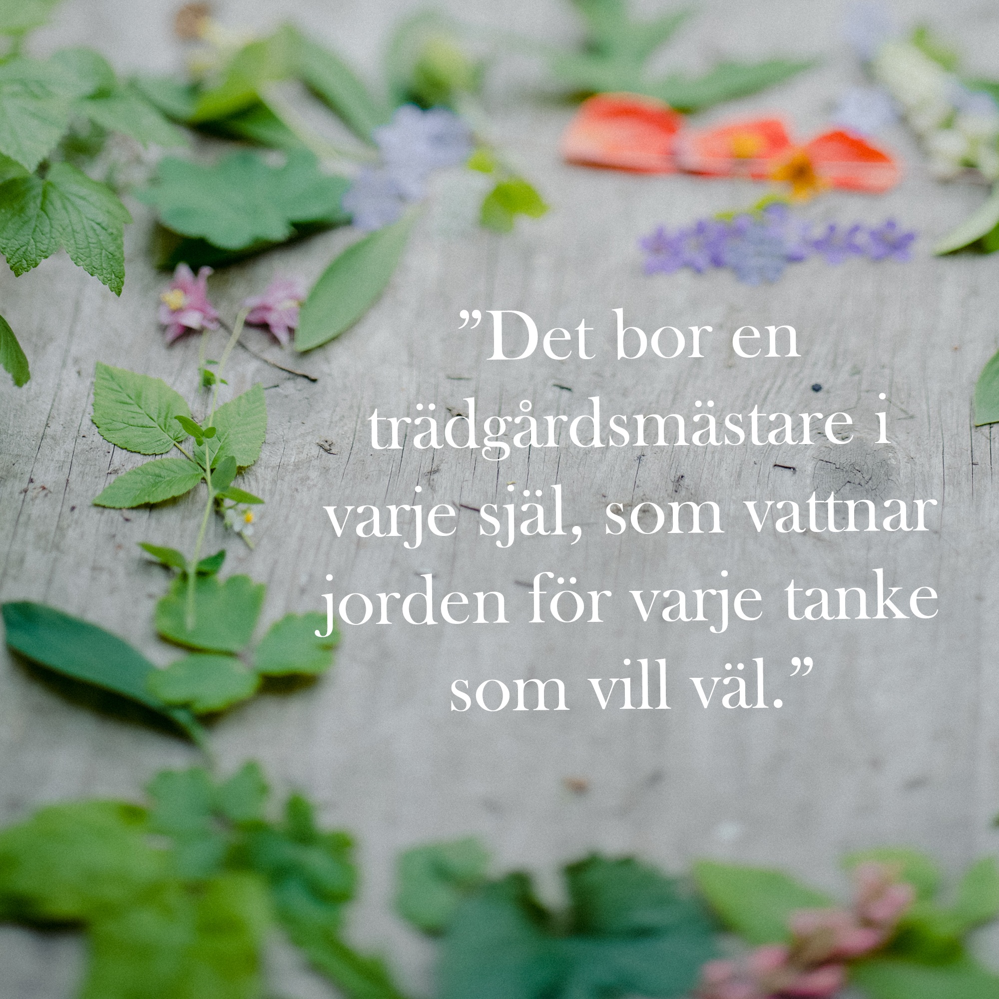 själ för att jag vill.jpg